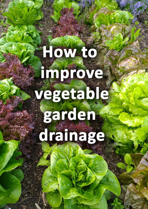 How to improve vegetable garden drainage 